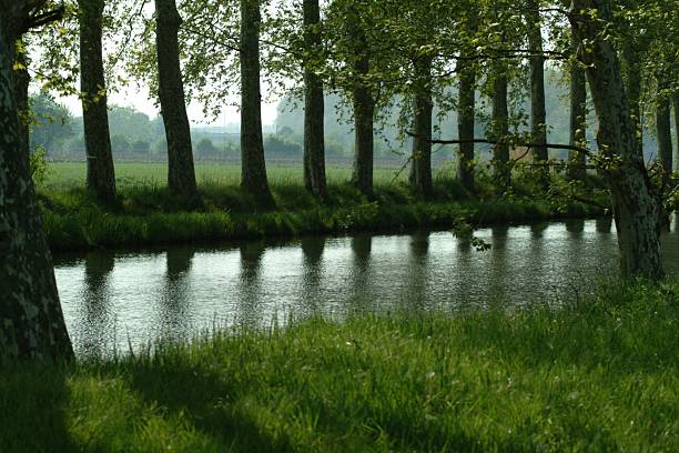 Allee am Canal du Midi stock photo