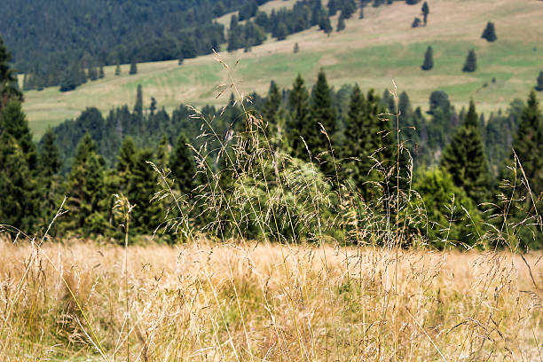 istock Wild grass in summer. Pieniny Mountains. 508663918