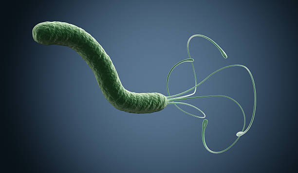 under the microscope, helicobacter bacterium stock photo