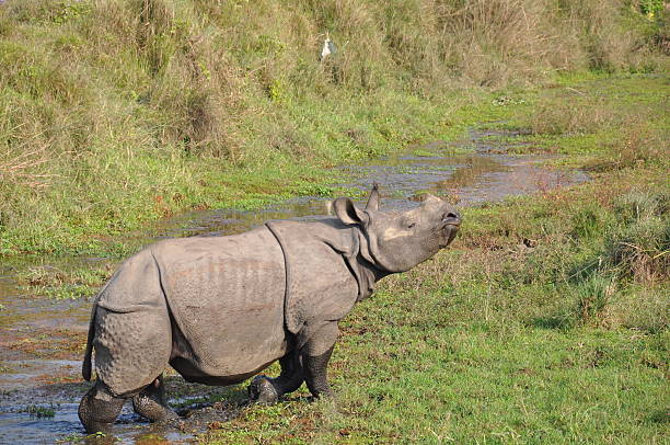 Rhino in Chitwan National Park, Nepal Rhino in Chitwan National Park, Nepal chitwan national park photos stock pictures, royalty-free photos & images