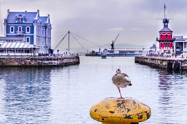 istock Sleeping duck at the V&A Waterfront, Cape Town 508664568