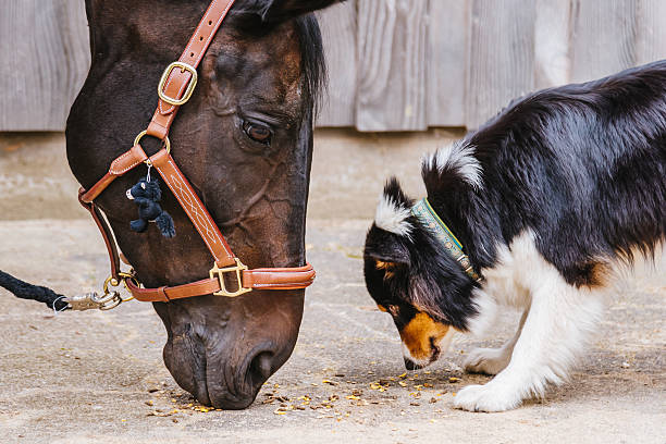 istock Riding Horse and cute dog together 508665076