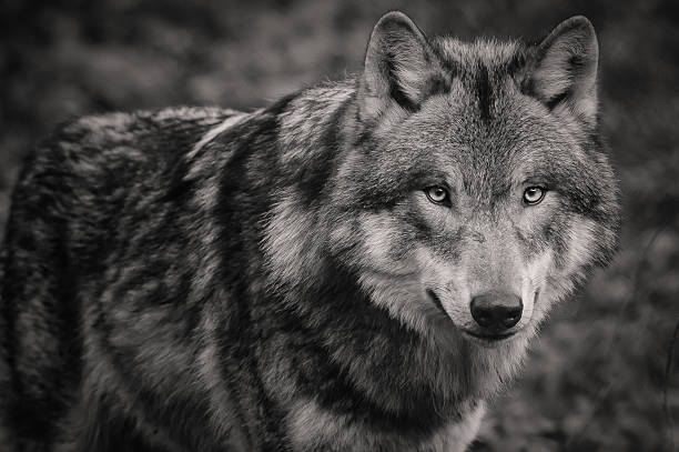 istock Who's afraid of big bad wolf 508665776