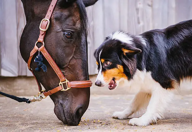 Photo of I`m watching you, horse and dog face to face
