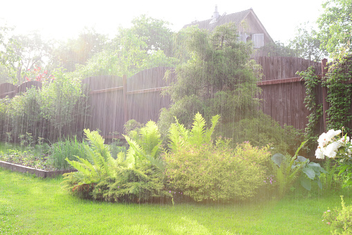 rain in the garden