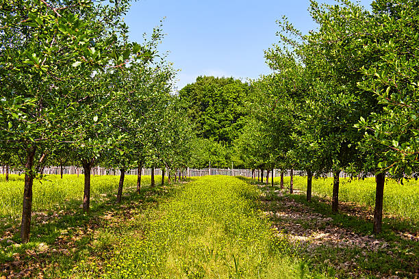 istock Orchard of plum trees 508667838