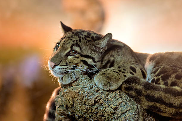 Young clouded leopard Animals: young clouded leopard (Neofelis nebulosa) having a rest portrait of beautiful clouded leopard neofelis nebulosa stock pictures, royalty-free photos & images