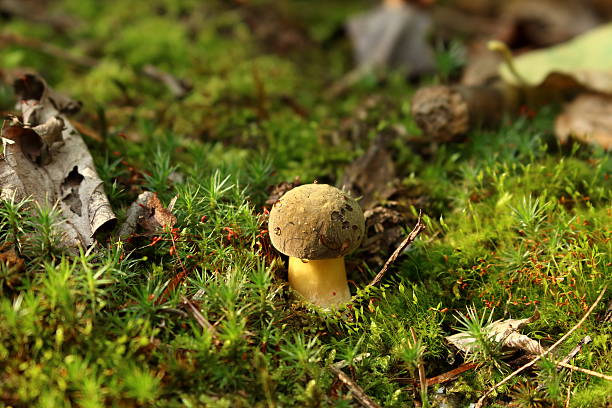 boletus grzyb w moss z undergrowth - mushrooms mushroom fungus fungi undergrowth zdjęcia i obrazy z banku zdjęć