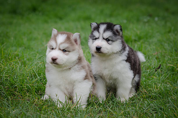 istock Cute puppies siberian husky on grass 508668539