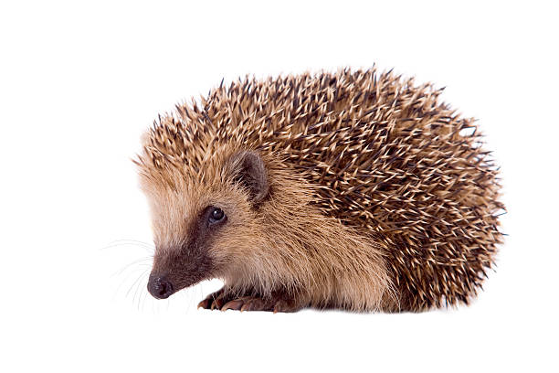 hedgehog, Erinaceus europaeus hedgehog, Erinaceus europaeus, isolated on white background animal spine stock pictures, royalty-free photos & images