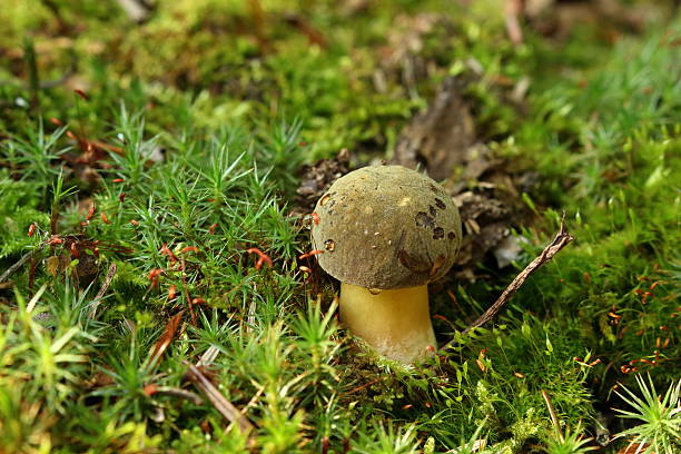 boletus grzyb w moss z undergrowth - mushrooms mushroom fungus fungi undergrowth zdjęcia i obrazy z banku zdjęć