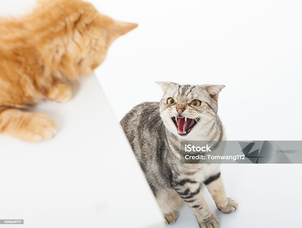 closeup of two cats in a conflict over  white background Domestic Cat Stock Photo