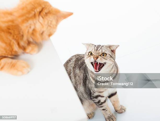 Closeup Of Two Cats In A Conflict Over White Background Stock Photo - Download Image Now