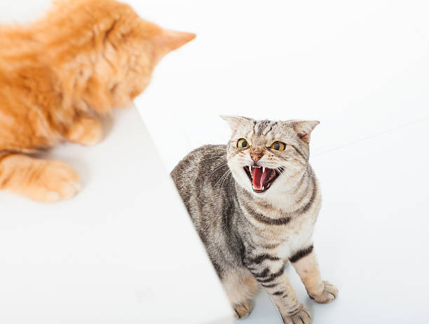 крупным планом две кошки в конфликт на белом фоне - cat fight стоковые фото и изображения
