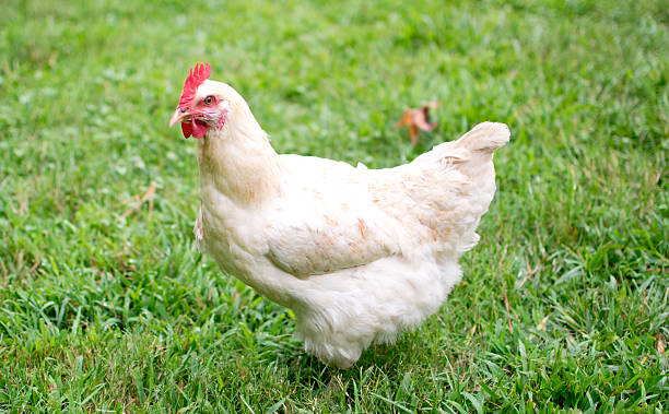 istock White hen standing in green grass 508669557