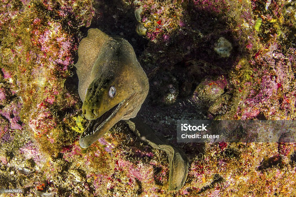 Eel A saltwater eel in Socorro Island Revillagigedos Islands Stock Photo