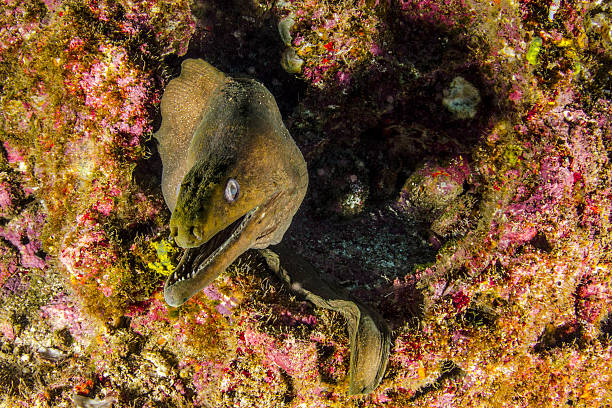 Eel A saltwater eel in Socorro Island revillagigedos islands stock pictures, royalty-free photos & images