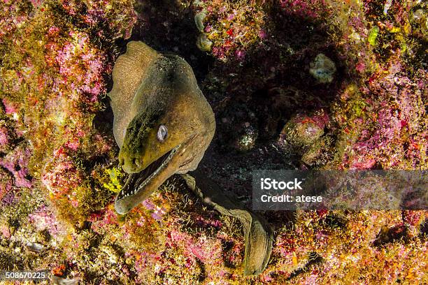 Eel Stock Photo - Download Image Now - Revillagigedos Islands, Aggression, Anatomy