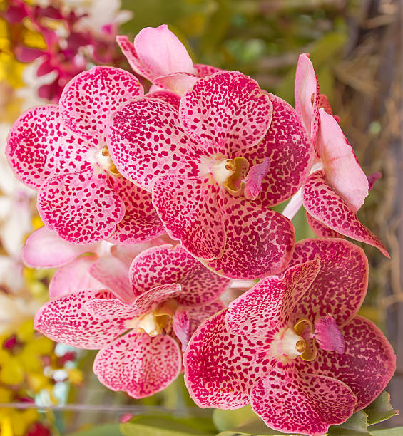 istock Beauty Orchid. 508670404