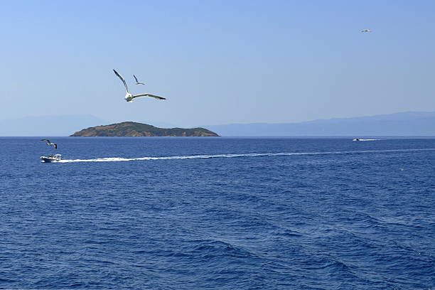 istock sea, two seagulls and a boat 508670541