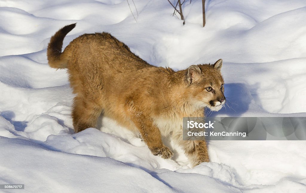 Cougar Cub Mountain Lion Cub in Winter   Mountain Lion Stock Photo