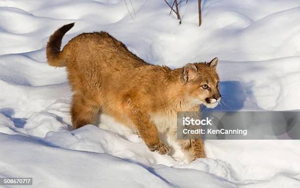 Cougar Cub Stock Photo - Download Image Now - Mountain Lion, Young Animal, Animal