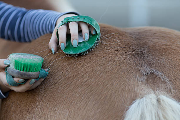 Close up of female hands grooming horse on the ranch