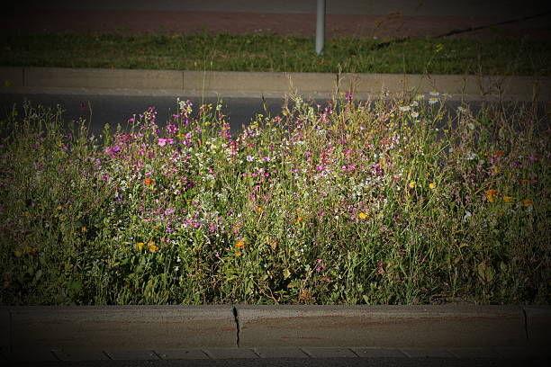 istock Variety Of Plants On Central Reserve 508672259
