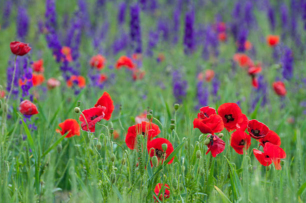 istock Poppies and purple flowers 508672413