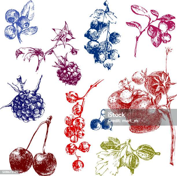 Hand Dawn Berries Stock Illustration - Download Image Now - Blackberry - Fruit, Blue, Blueberry