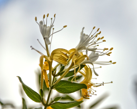 Honeysuckle flower