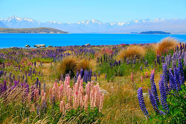 tremoço campo, lago tekapo, ilha do sul da nova zelândia - lupine single flower flower blue imagens e fotografias de stock