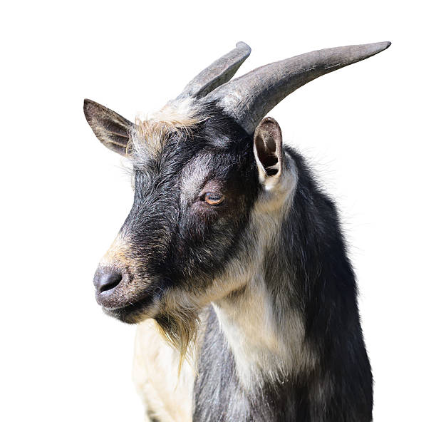 istock Close-up of a goat 508695472