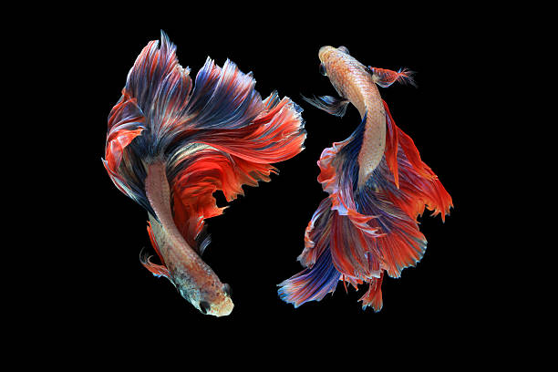 듀얼 betta 고기잡이 고립 검정색 배경. - fish siamese fighting fish isolated multi colored 뉴스 사진 이미지