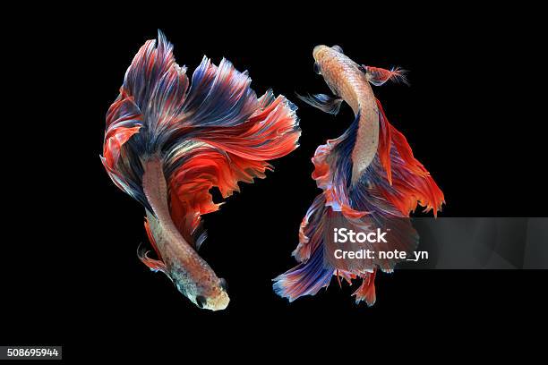 Dual Betta Fish Isolated On Black Background Stock Photo - Download Image Now - Fish, Siamese Fighting Fish, Multi Colored