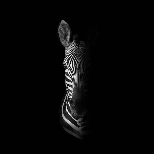 Dark monochrome portrait of a Cape Mountain Zebra
