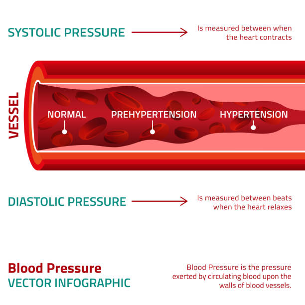 ciśnienie krwi grafika informacyjna - human blood vessel human artery human cardiovascular system human vein stock illustrations