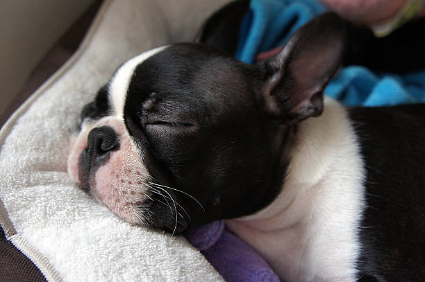 Puppy sleeping in his bed - Boston Terrier
