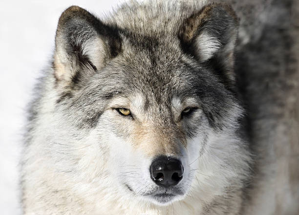 istock face of big gray wolf 508698030