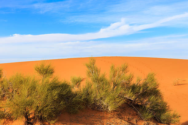 istock green shrub in the Sahara 508698104