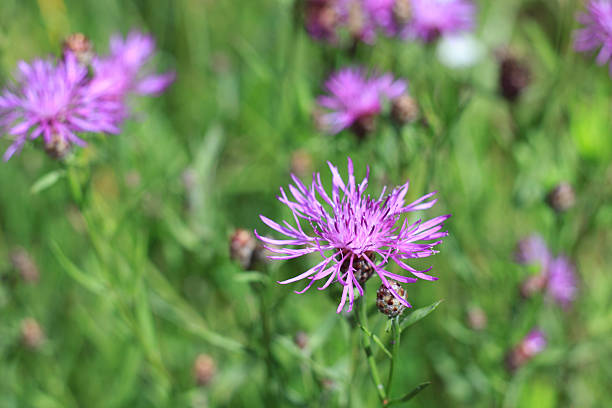 istock flower of a meadow cornflower 508698878