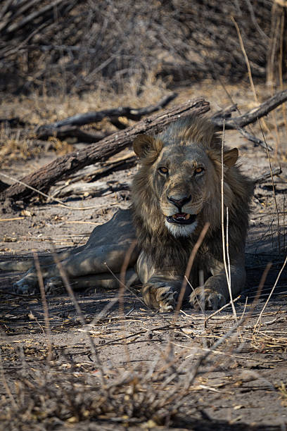 istock Yong male lion 508699408