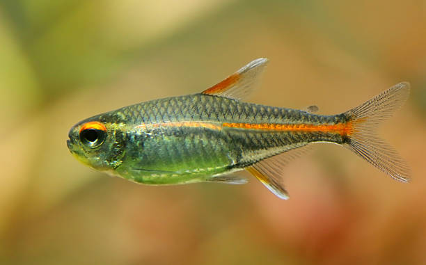 istock Glowlight tetra in aquaruim 508699554