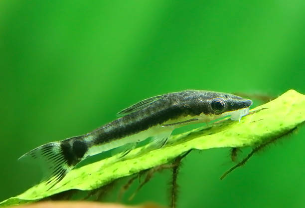 istock Otocinclus in planted aquarium 508699672