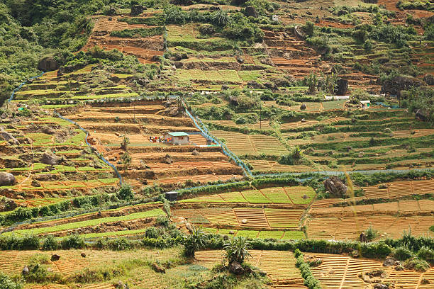 istock green brown Ceylon tea plantation view Sri Lanka 508699986