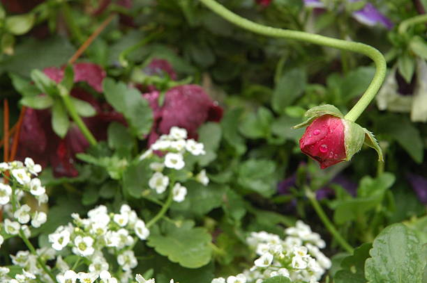 istock Flowers Garden in California 508700361