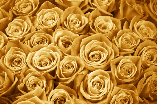 Rose Flowers Background Stock Photo - Download Image Now - Rose - Flower,  Gold Colored, Backgrounds - iStock