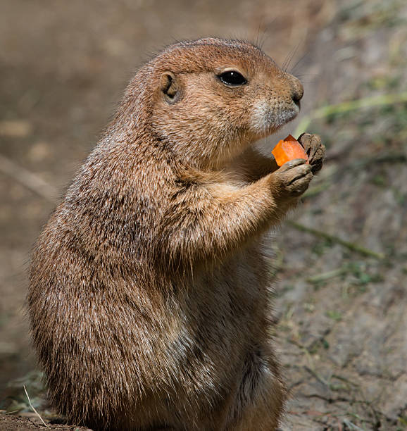istock Prairie Dog Eating 508701063