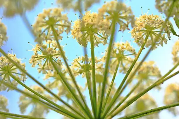 Close-up of Queen Anne's Lace flower