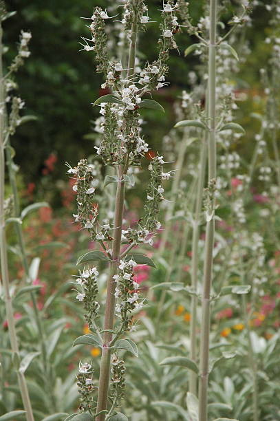 istock Flowers Garden in California 508701359
